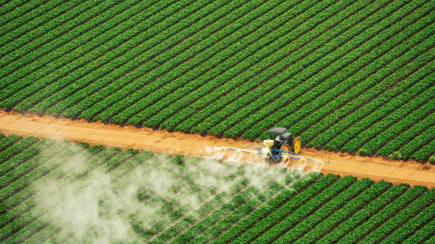 Best Termite Control Services  in El Centro, CA