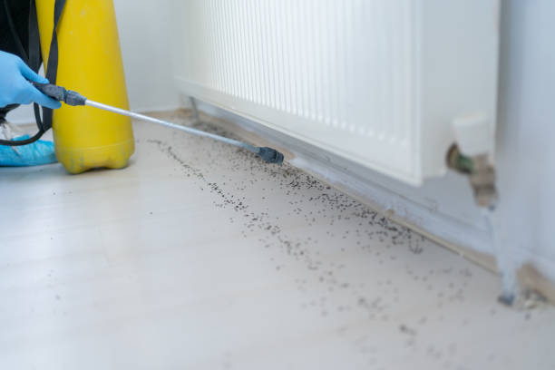 Wasp Removal Services in El Centro, CA